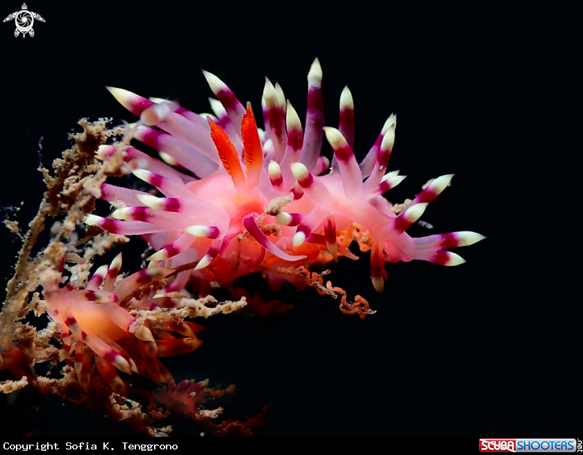 A Nudibranch