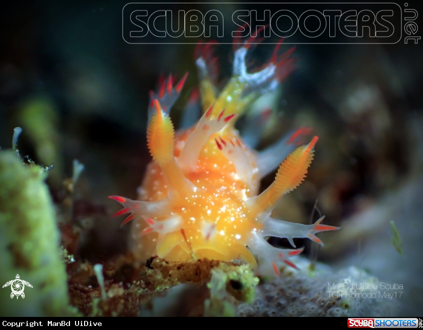 A Nudibranch