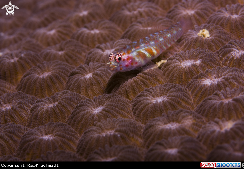 A fish