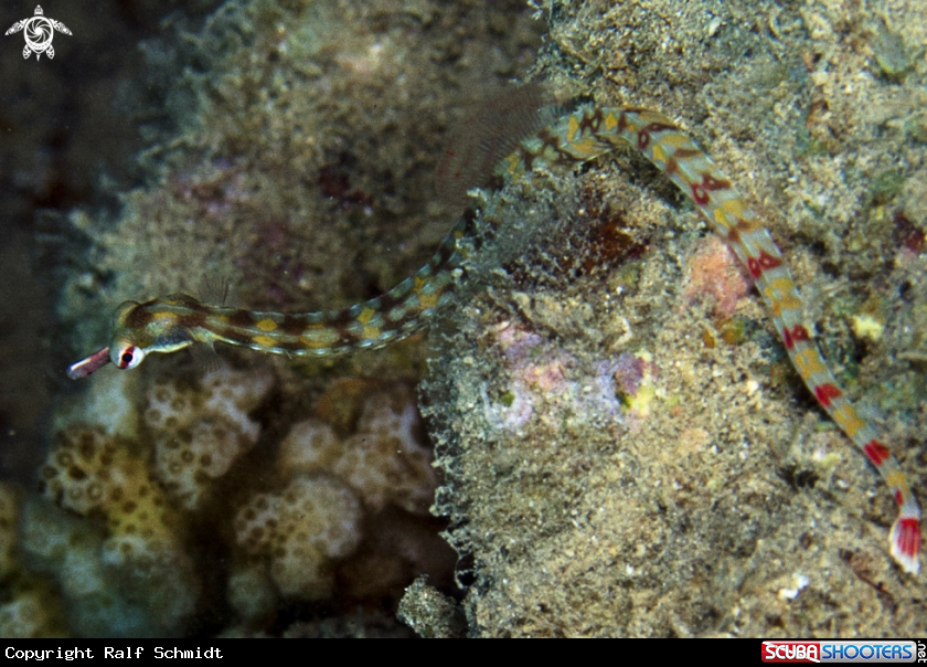 A Syngnathidae