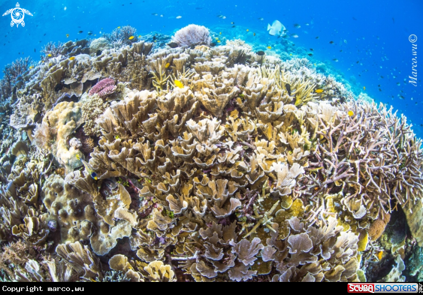 A Coral