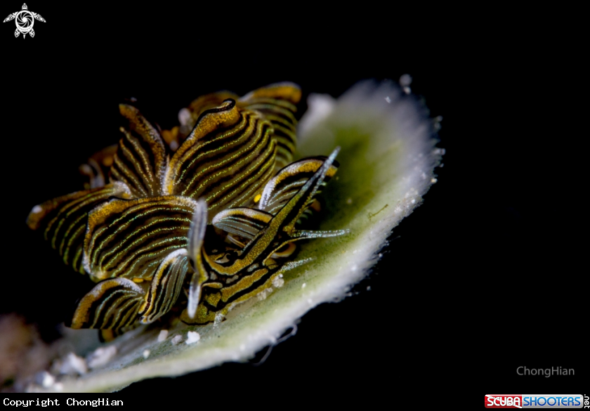 A Tiger Butterfly Nudibranch