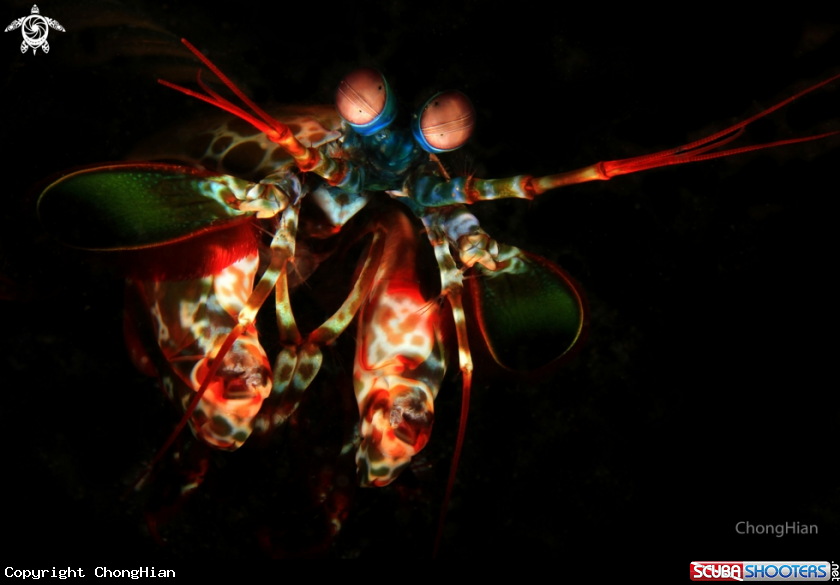 A Peacock Mantis Shrimp