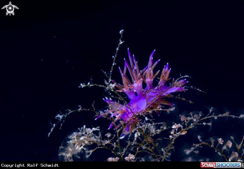 A Flabelina
