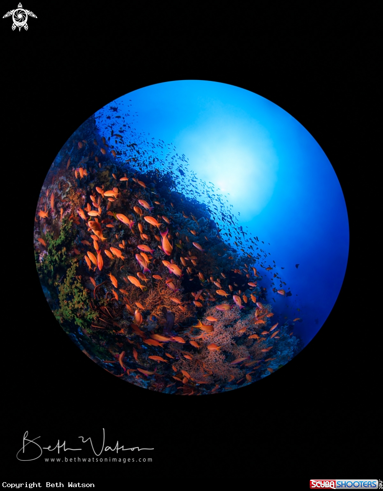 A Anthias