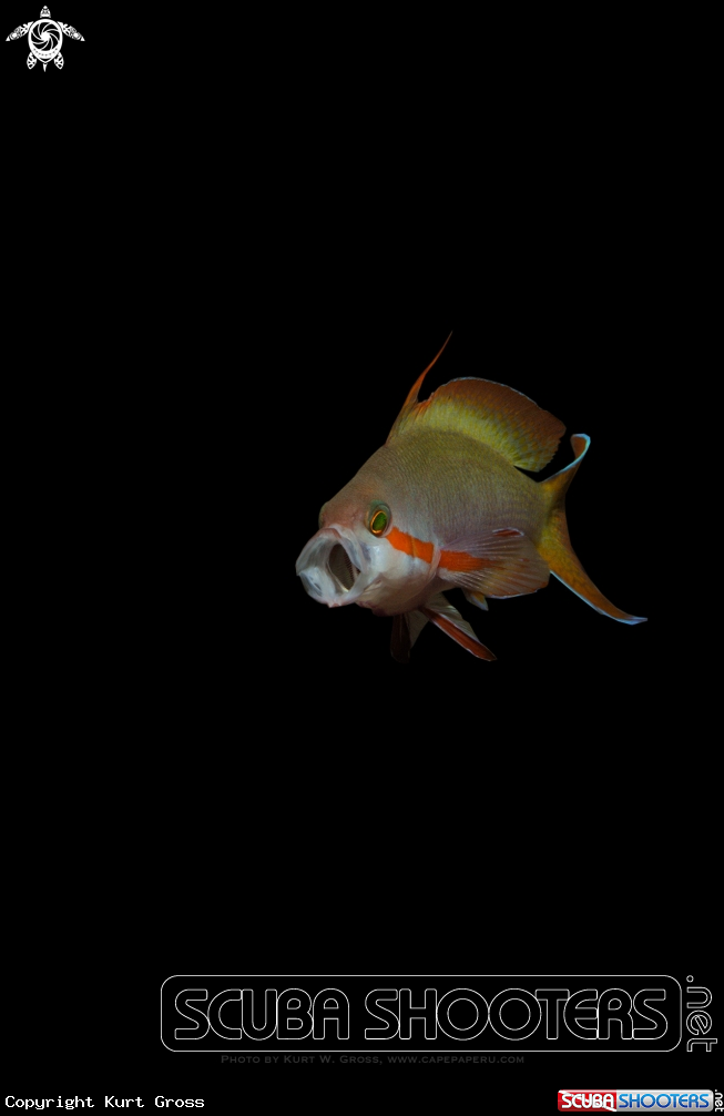A Pacific Basslet