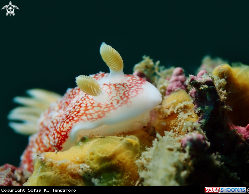 A Nudibranch