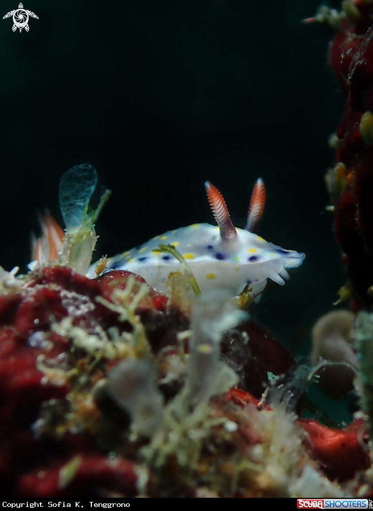 A Nudibranch