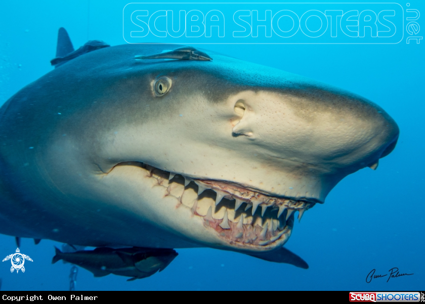 A Lemon Shark