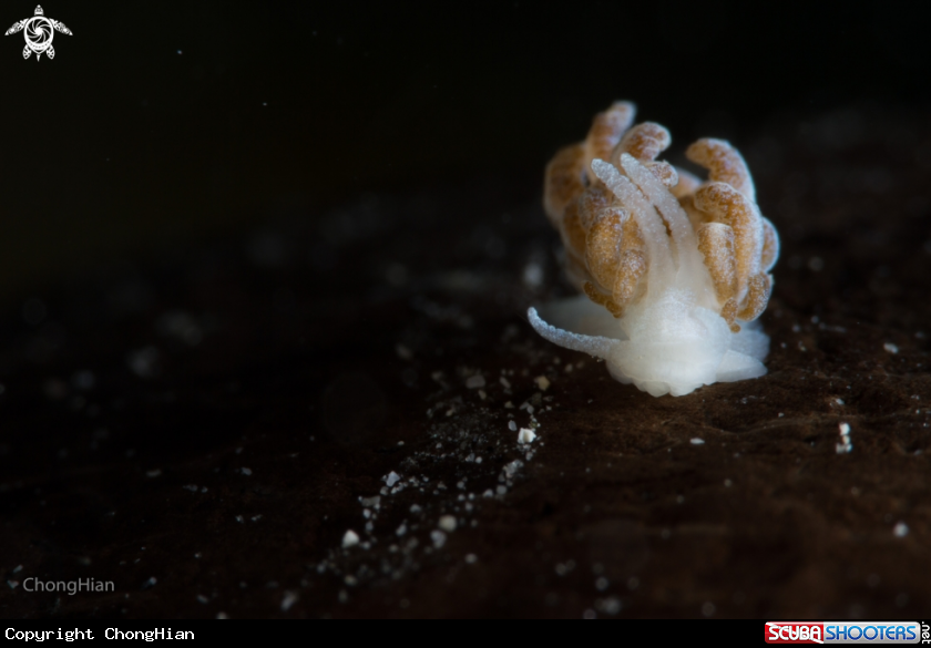 A Nudibranch