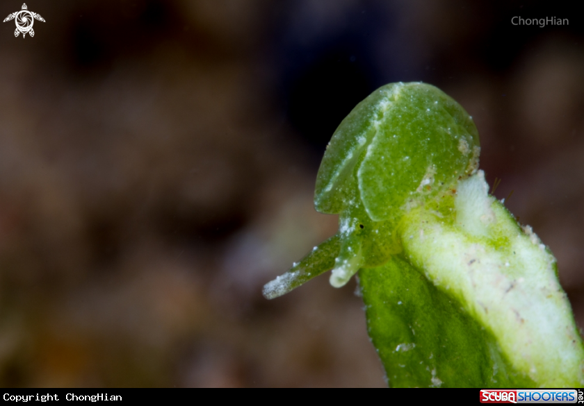 A Nudibranch