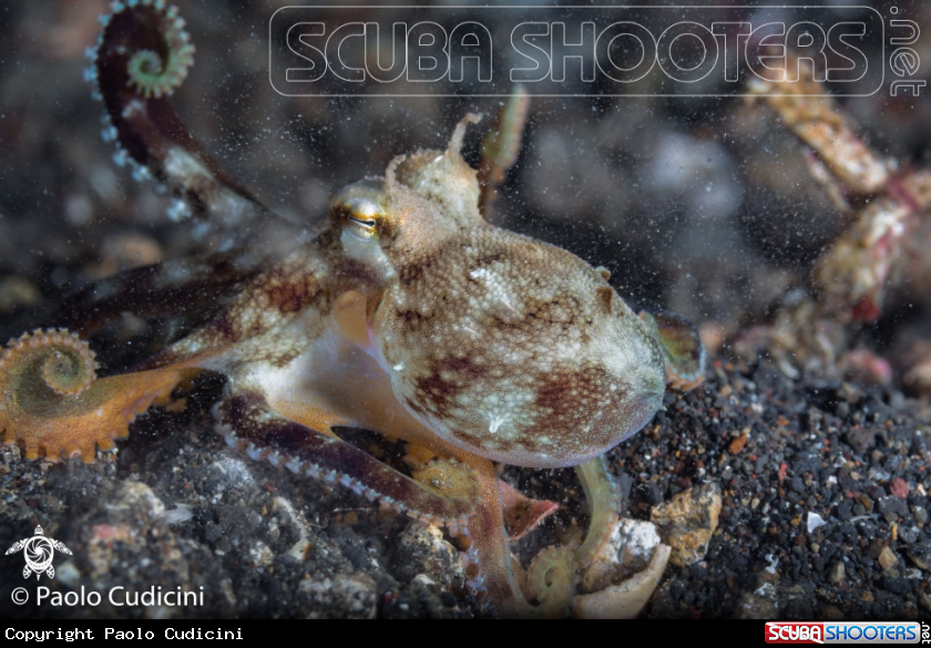A Coconut Octopus