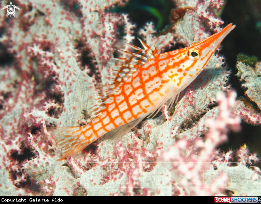 A The Longnose Hawkfish