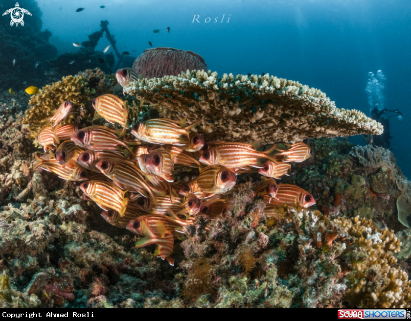 A Tropical fish beneath Table coral