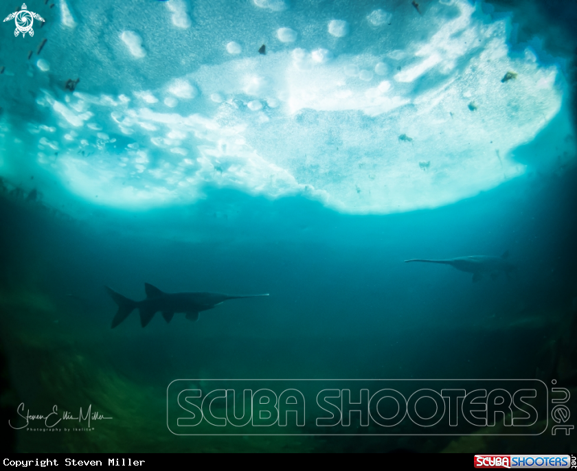 A American Paddlefish