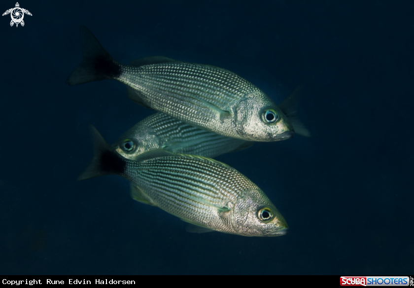 A Fish