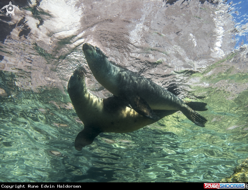 A Sea lions 