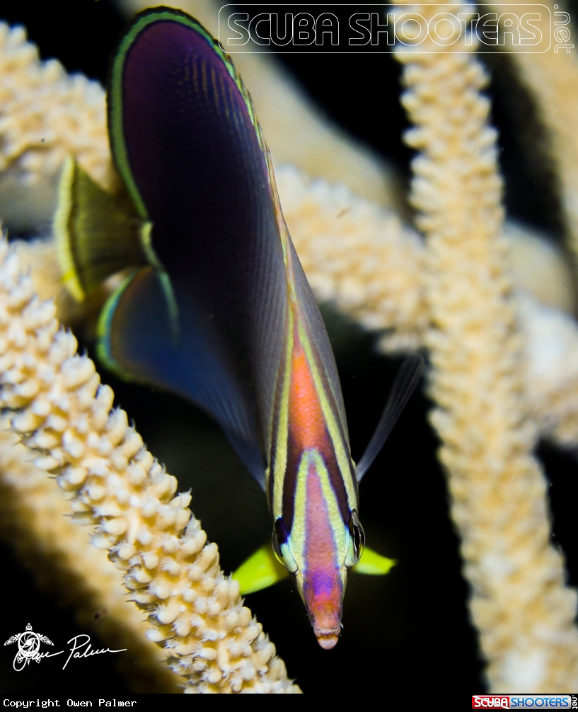 A Triangular Butterflyfish