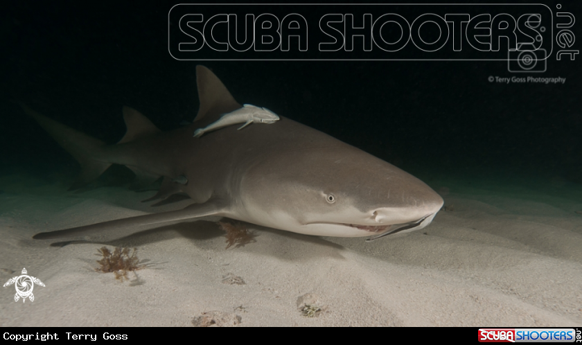 A lemon shark