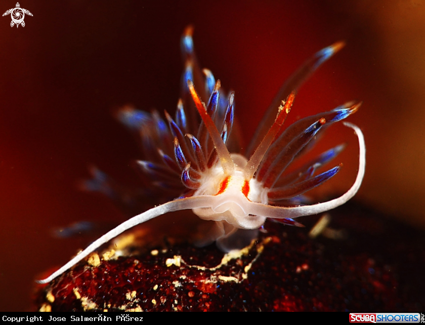 A Flabellina