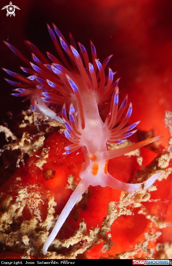 A Flabellina