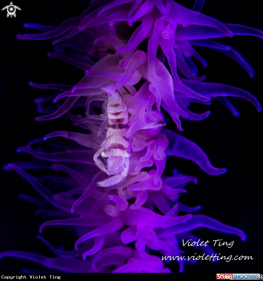 A Whip Coral Shrimp