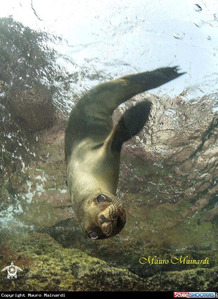 A Sealion