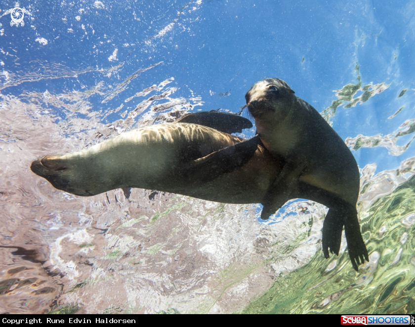 A California sea lions