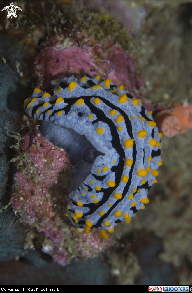 A Phyllidia exquisita