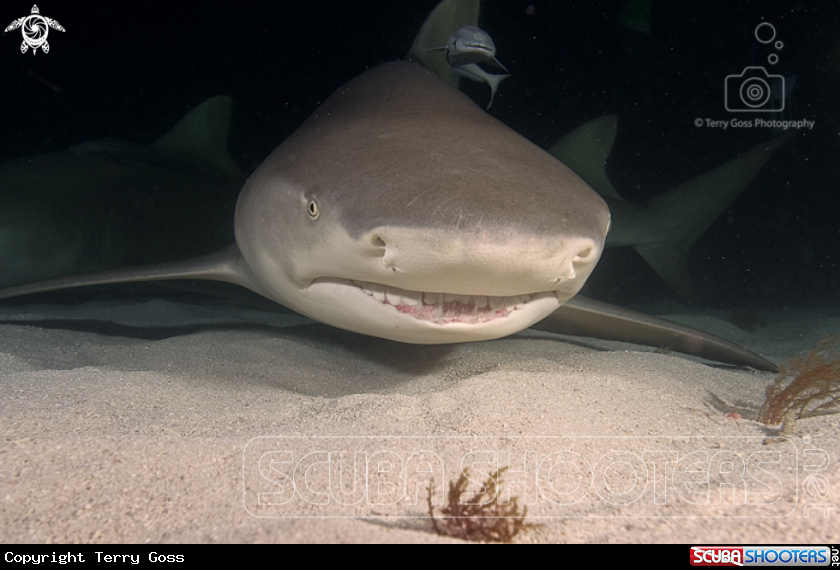 A lemon shark