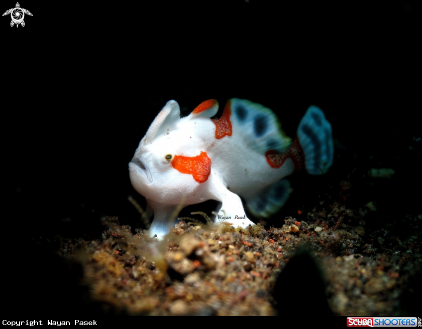 A Frogfish