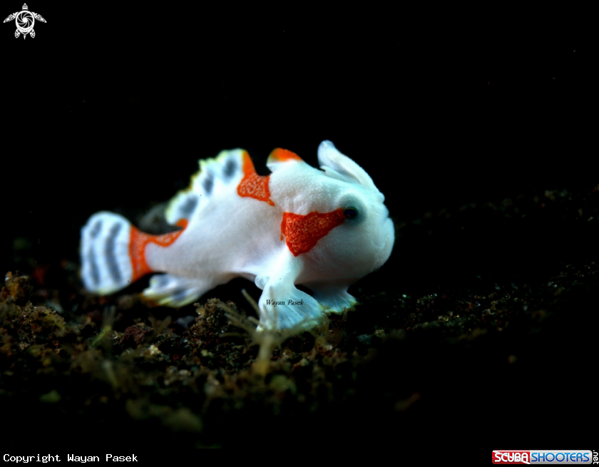 A Frogfish