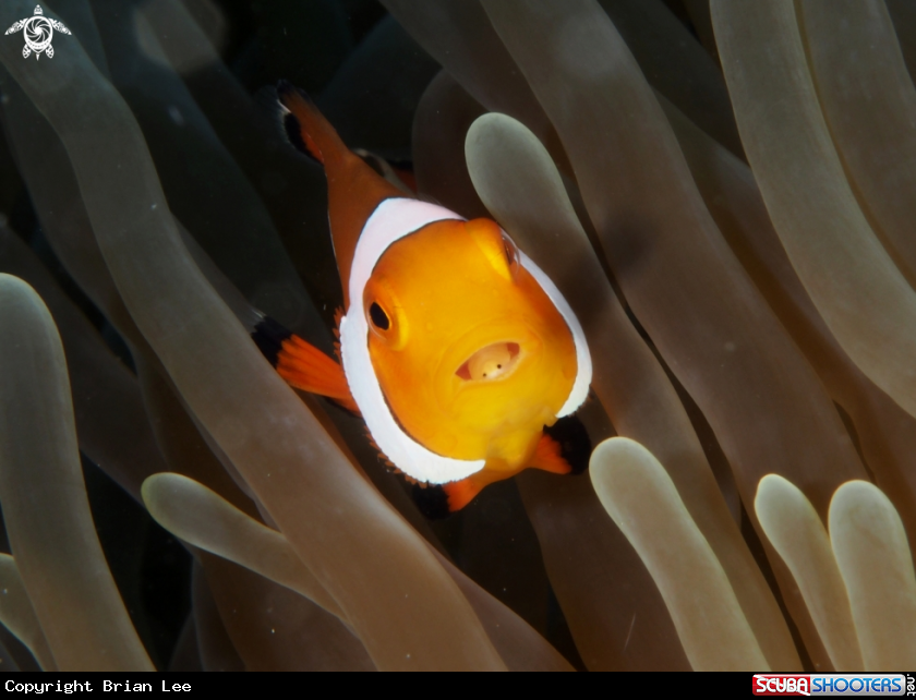 A Clown fish & Tongue bug