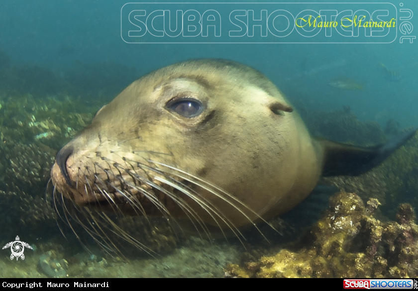 A Sealion