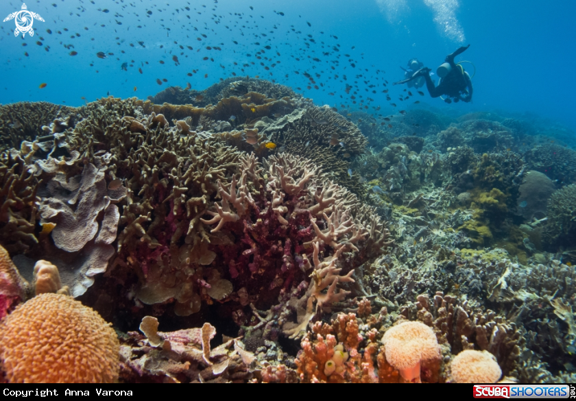 A Anthias and Coral Reef