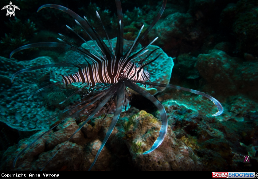 A Lionfish