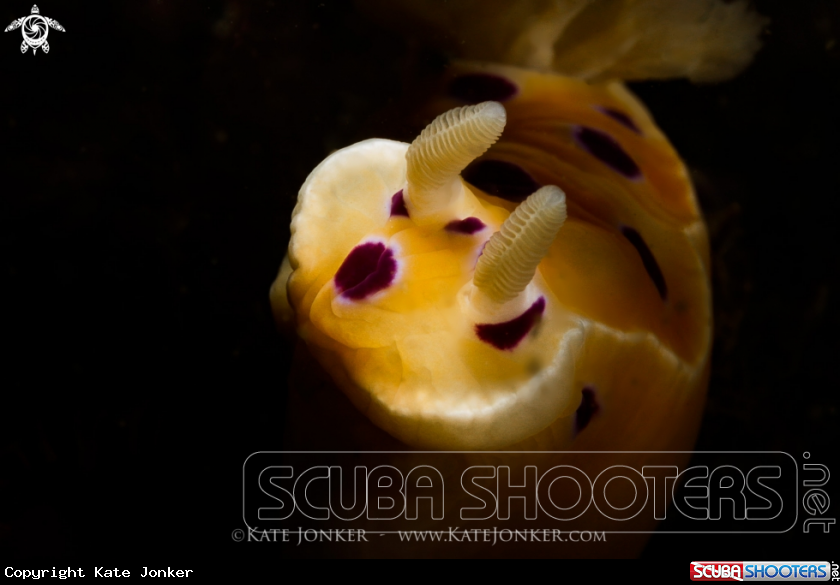 A Ink-spot nudibranch