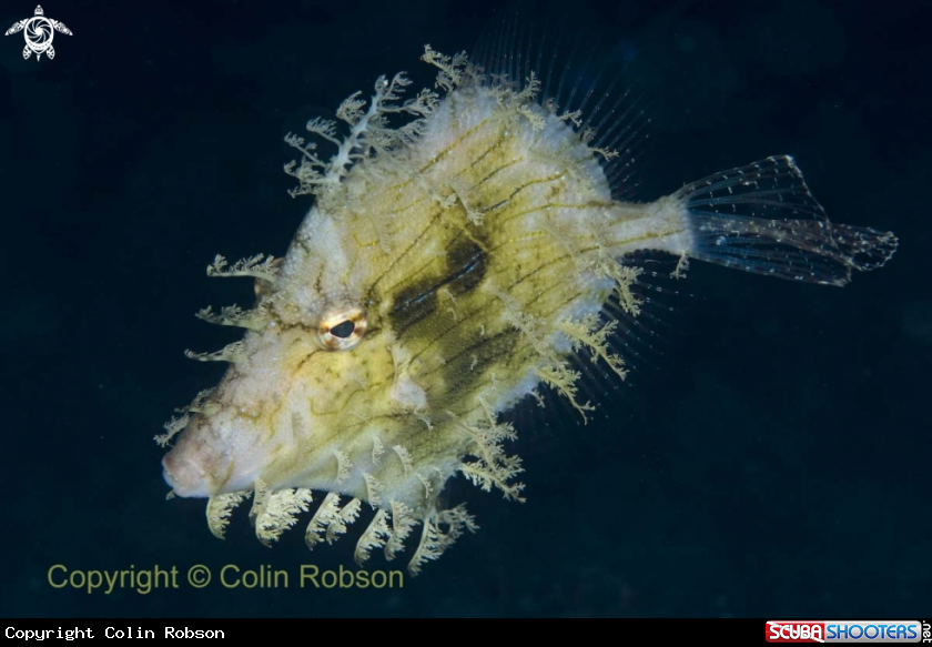 A reef fish