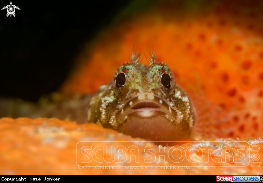 A Cape Triplefin