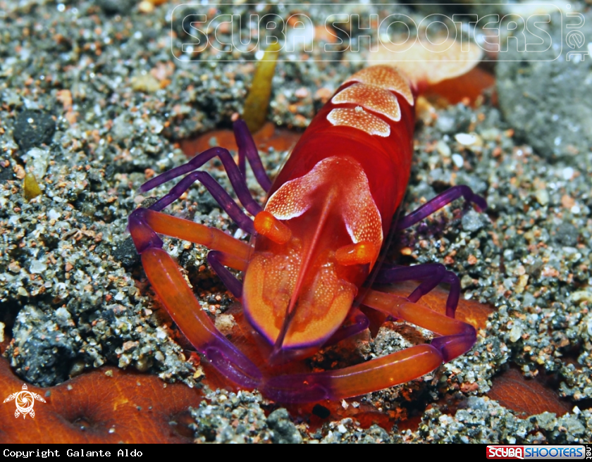 A Periclimenes Imperator - Emperor Shrimp 