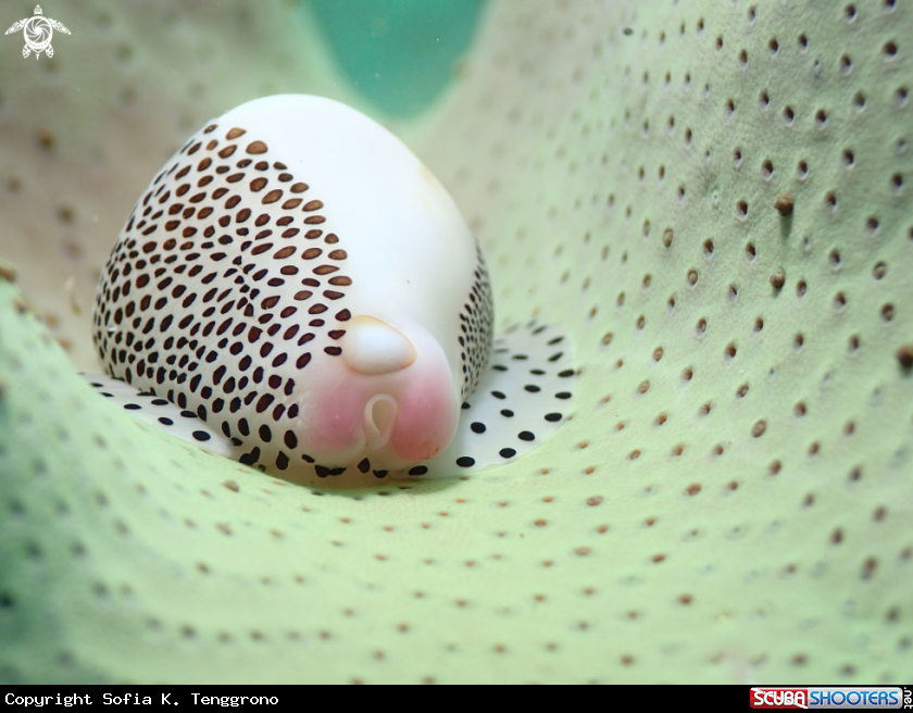 A Little Egg Cowry