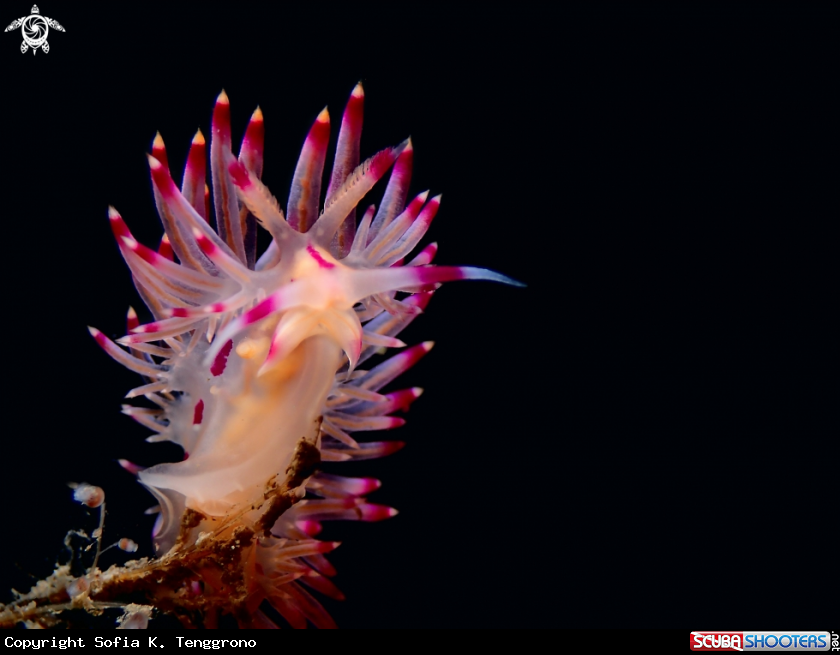 A Nudibranch