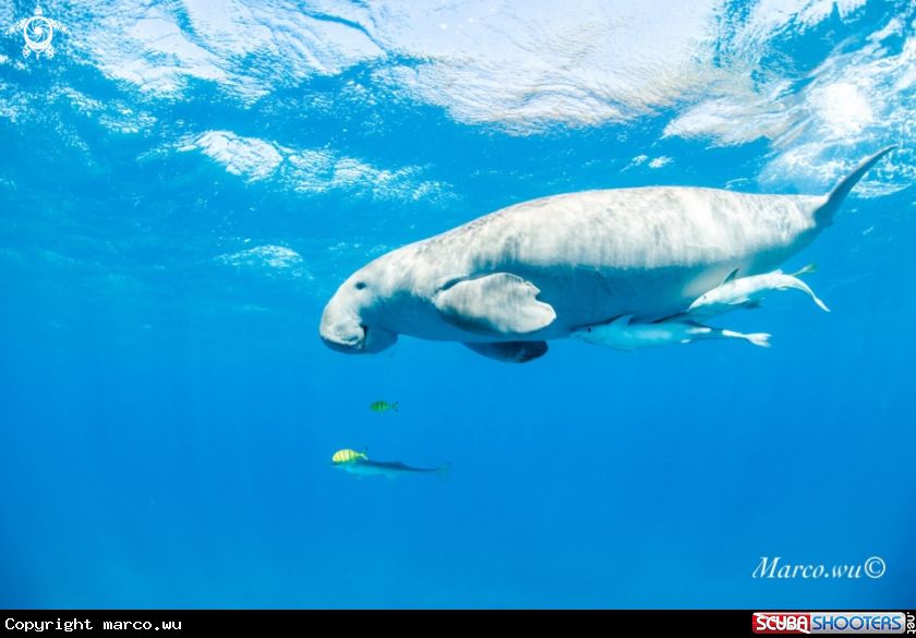 A Dugong 