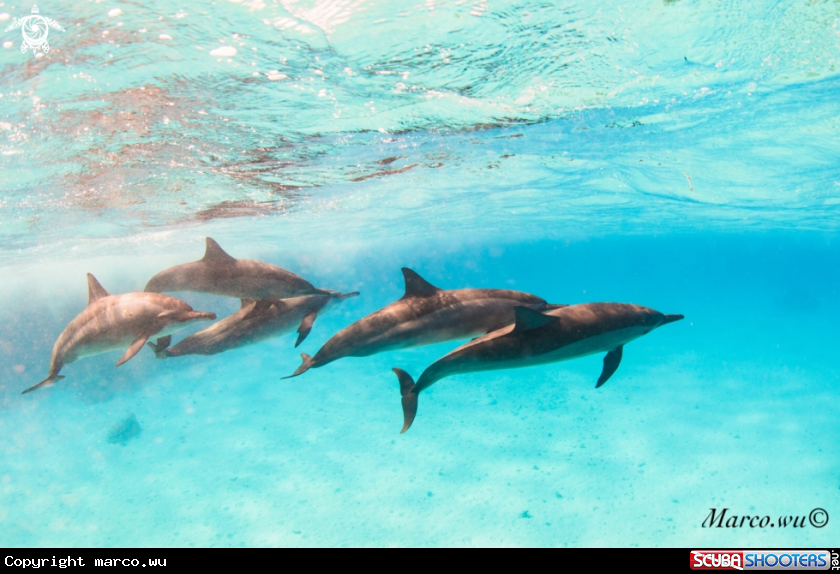 A Dolphin