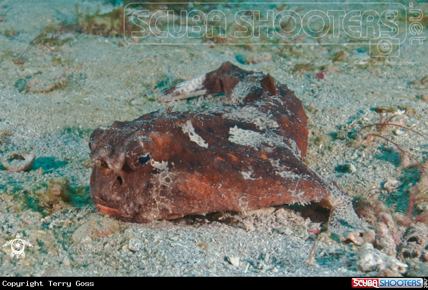 A polka-dot batfish