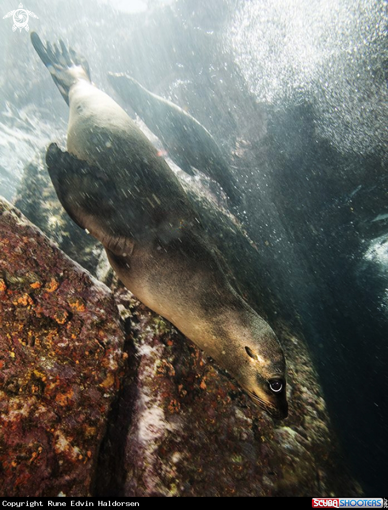 A California sea lion