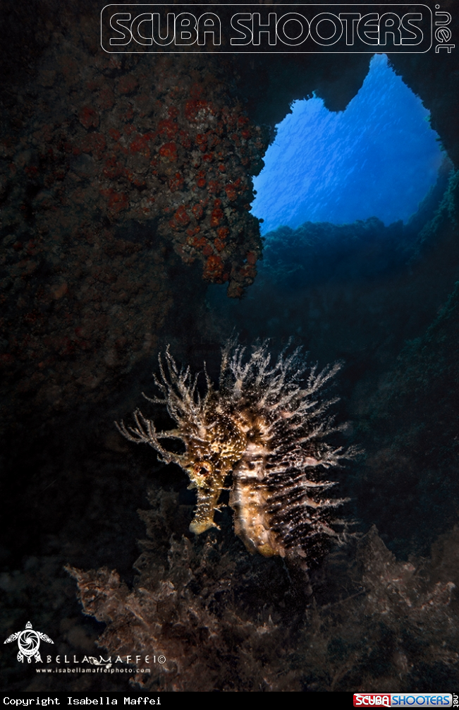 A Mediterranean sea horse