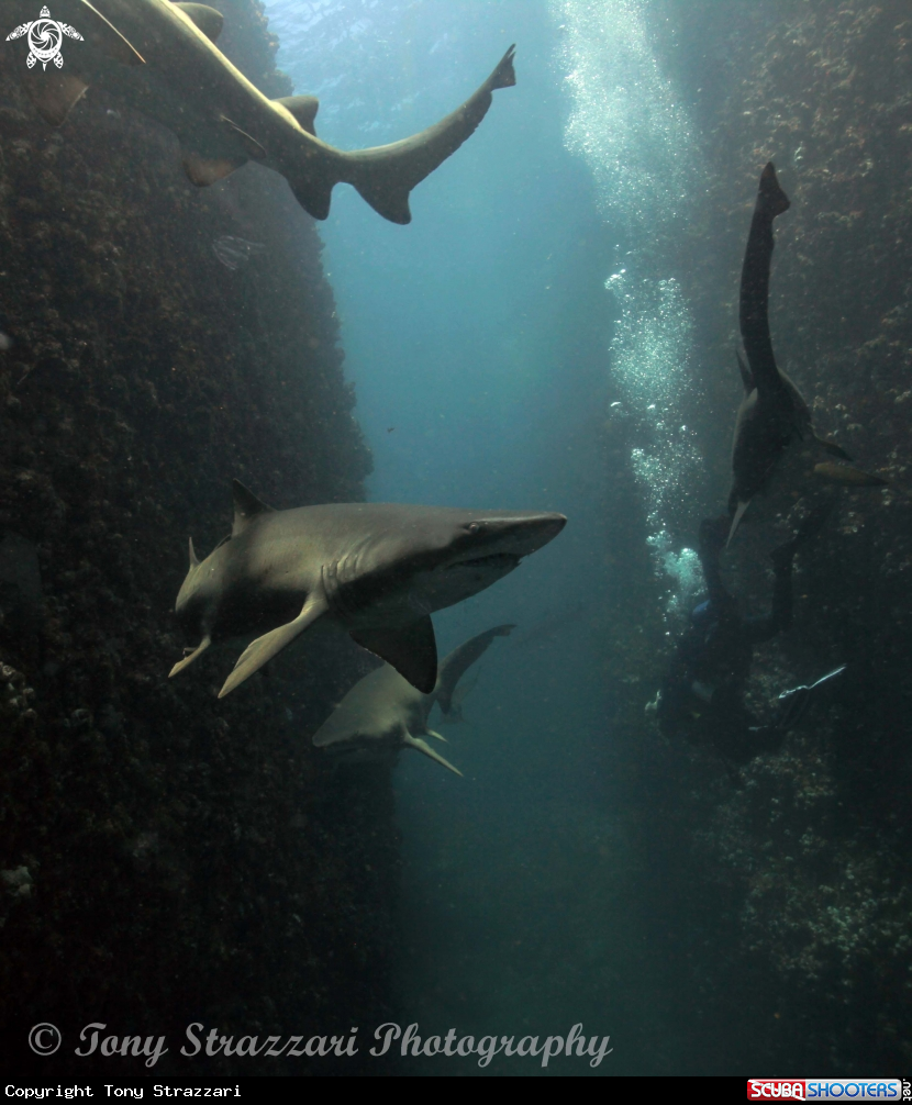 A Grey Nurse Shark