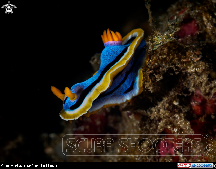 A Nudibranch 