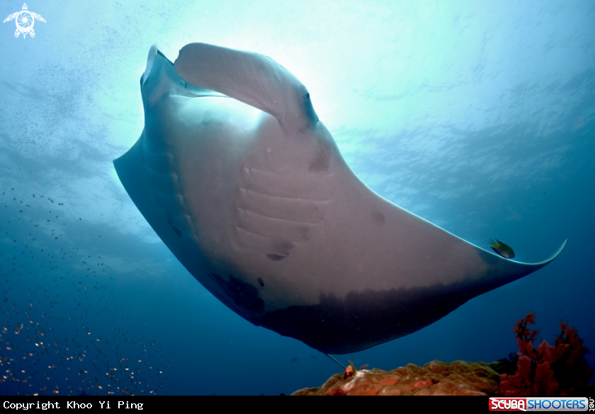A Manta Ray